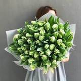 Photo of 49 green tulips White Parrot
