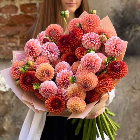 Mix of 35 dahlias of Linda's Baby, Brown Sugar and Peaches and Cream varieties «Balls of Happiness», Flowers: Dahlia, 35 pcs.