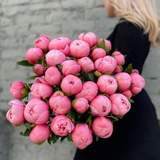 Photo of 35 Peonies «Etched Salmon»