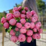 Photo of 35 Peonies «Etched Salmon»