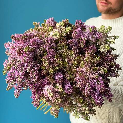 Bouquet of 35 purple lilacs «Lilac panna cotta», Flowers: Syringa