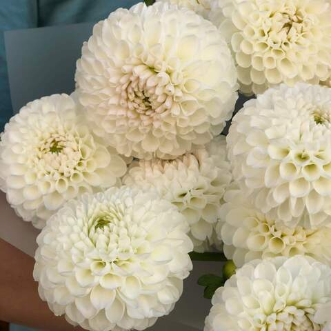 Photo of 21 white dahlias in a bouquet «Lacy Pearls»