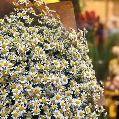 Photo of Bouquet of daisies