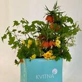 Photo of Bright bouquet with fritillaria and tulips «Sunset»