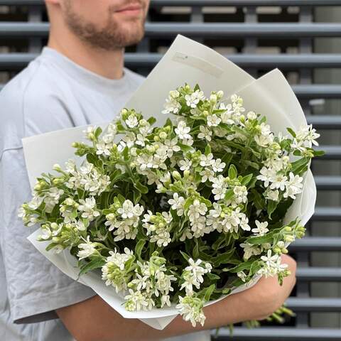 35 white oxypetalums in a bouquet «Snow-white petals», Flowers: Oxypetalum
