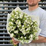 Photo of 35 white oxypetalums in a bouquet «Snow-white petals»