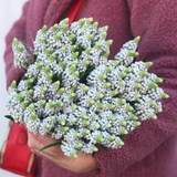 Photo of Bouquet of 99 White Muscari