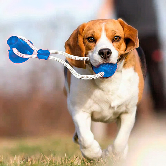 Игрушка на присоске с мячом для собак голубая