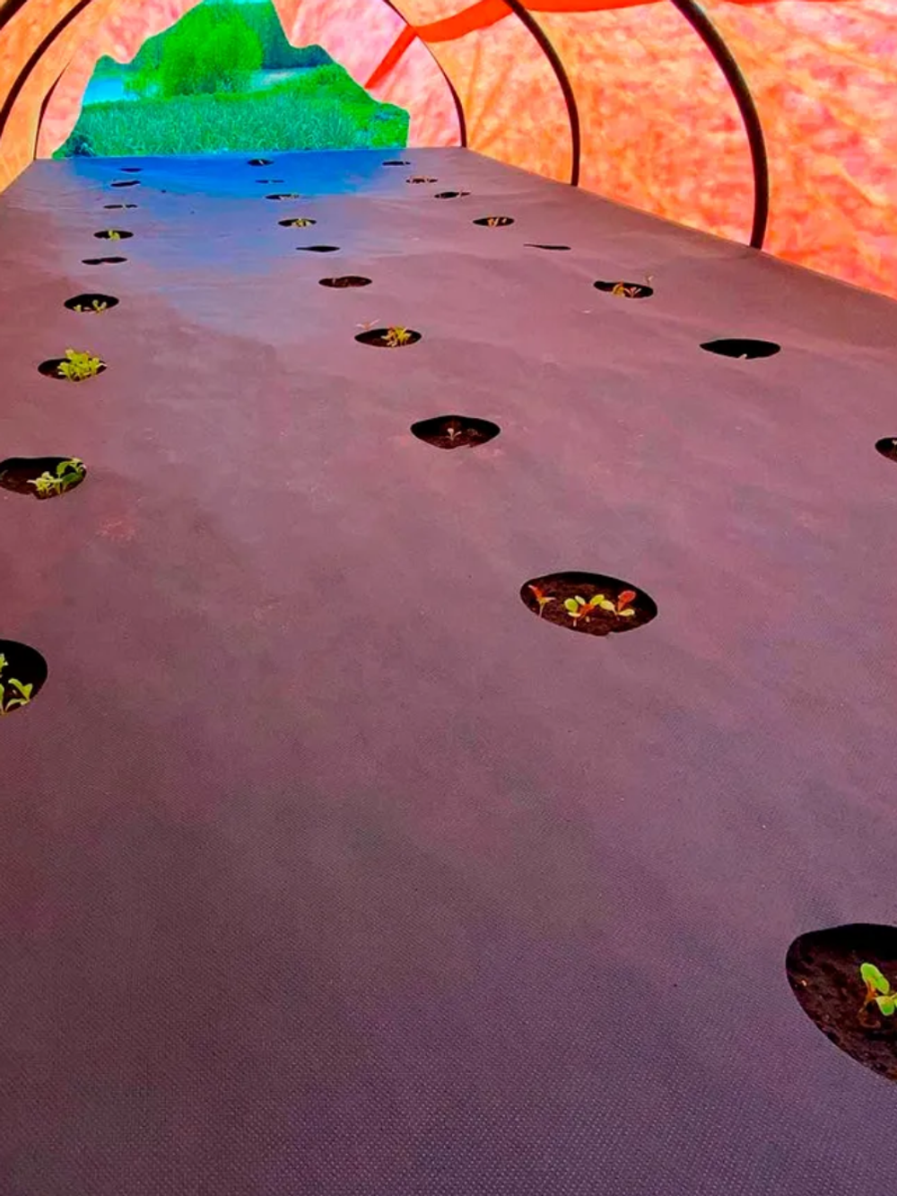 Агроволокно 50г./м2 1.6x100м. Черное с перфорацией 3 отверстия