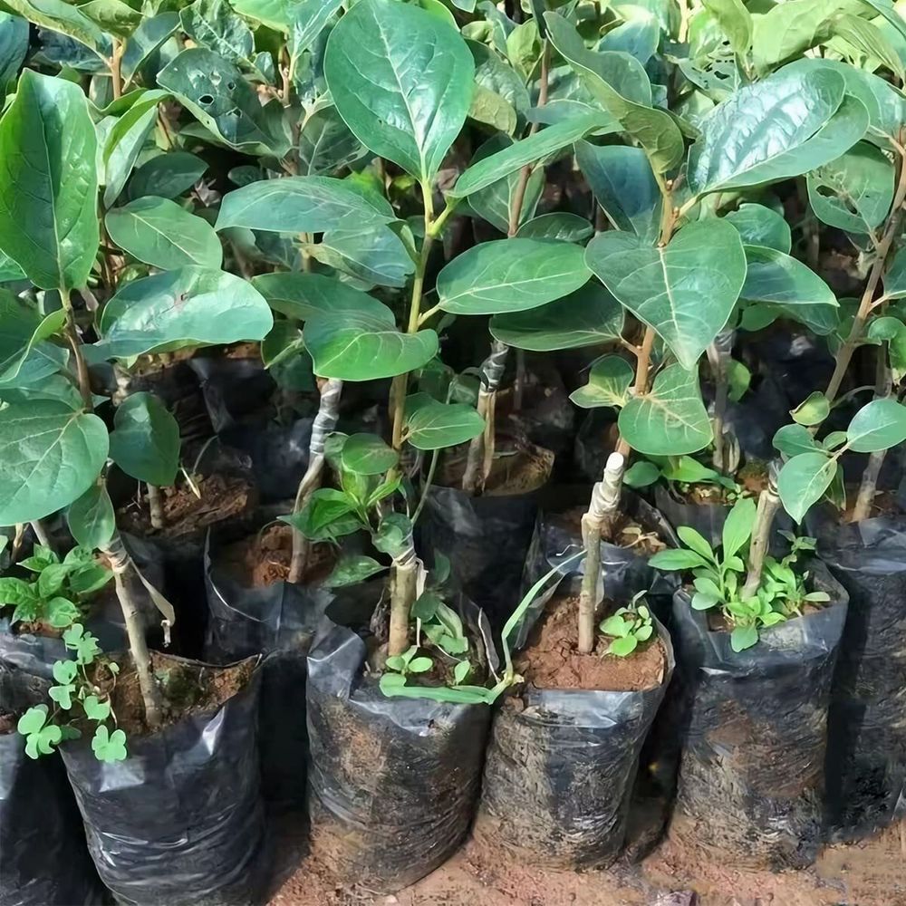 Полиэтиленовый рукав для рассады 8см х 500м  40 мкм (черный) пакеты для рассады