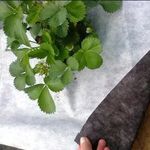 Агроволокно 50г./м2 1.07x100м. черно-белое (Чехия)