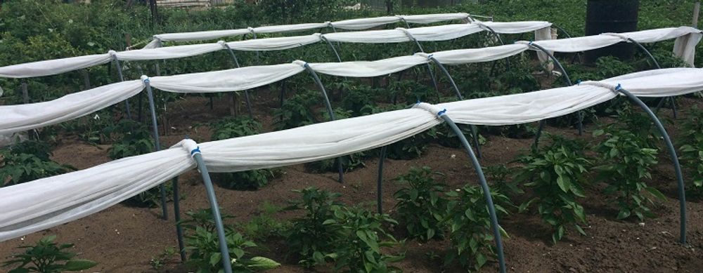 Парник "Гигант" (длинна-3м, ширина-160см, высота-120см,). Плотность 60г/м2.