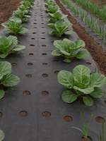 Агроволокно 90г./м2 1.07x50м. Черное с перфорацией 2 отверстия