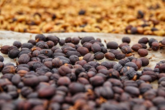 Ферментація кавових зерен