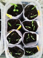 Полиэтиленовый рукав для рассады 8см х 500м  40 мкм (белый) пакеты для рассады