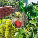 Сетка пластиковая "Птичка" 1х100м. ячейка 12х14мм. Клевер