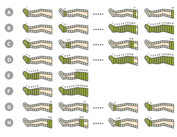 Аппарат для прессотерапии Lympha-Tron комплектация комбинезон
