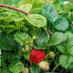 Защитная сетка от птиц 4х20 м (20х20мм). Зеленая. УФ-стабилизированная