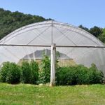 Пленка тепличная (белая), 90мкм, 3м/100м. Прозрачная (парниковая, полиэтиленовая)