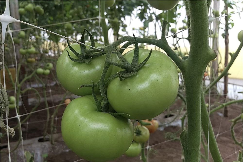 Огуречная, шпалерная сетка белая 1.7х500 м ТМ"Shadow" (Чехия)