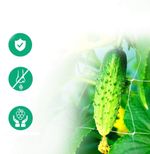 Огуречная, шпалерная сетка белая 1.7х500 м ТМ"Shadow" (Чехия)