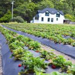 Плёнка чёрная для мульчирования бахчевых, 30мкм, 1,0 м/1000 м. полиэтиленовая