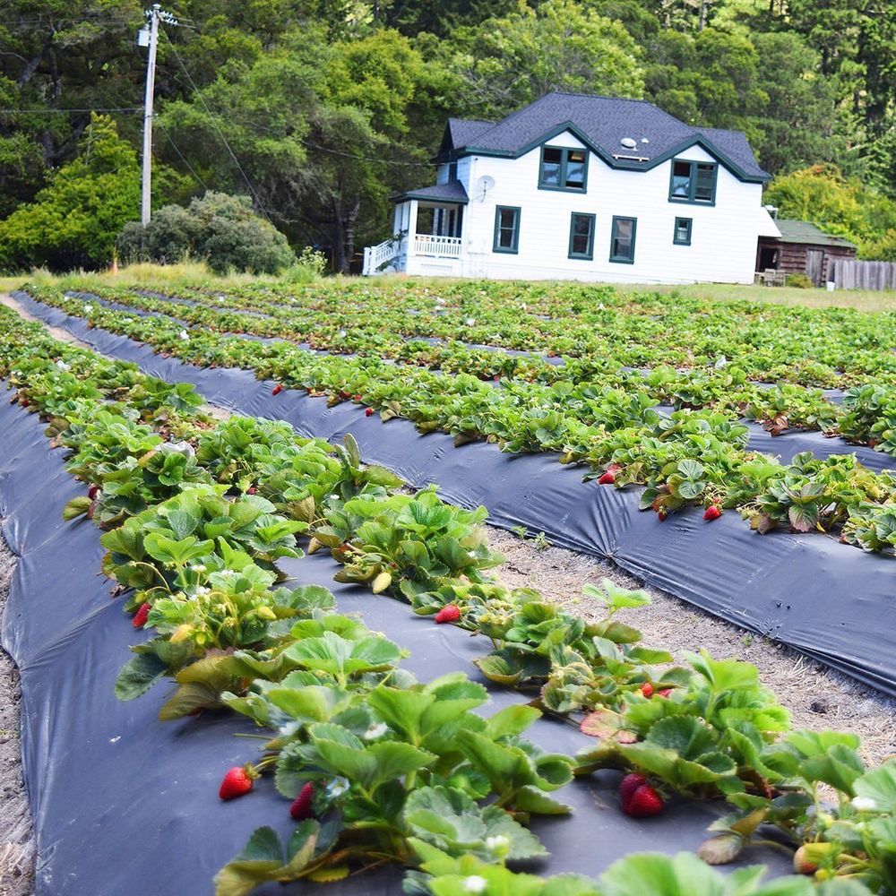 Плёнка чёрная для мульчирования бахчевых, 30мкм, 1,0 м/1000 м. полиэтиленовая