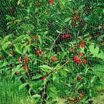 Защитная сетка от птиц 4х5 м (20х20мм). Зеленая. УФ-стабилизированная