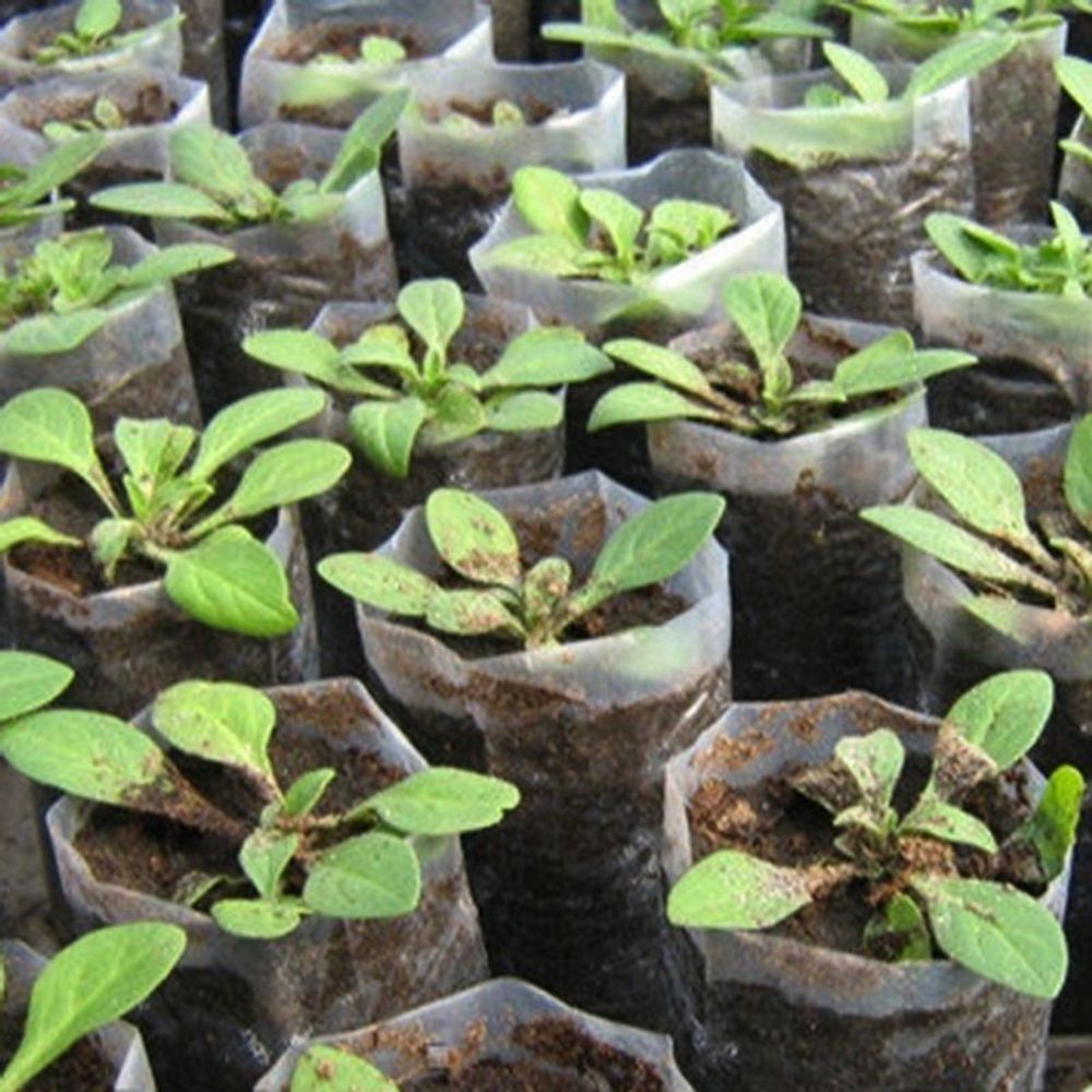 Полиэтиленовый рукав для рассады 15см х 500м  40 мкм (белый) пакеты для рассады