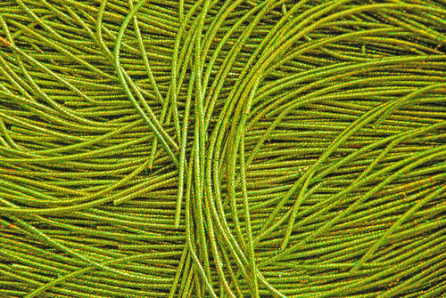 Канітель пружна  золото/зелене світла 1,6 мм