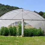 Пленка тепличная (белая), 120мкм, 3м/50м. Прозрачная (парниковая, полиэтиленовая)