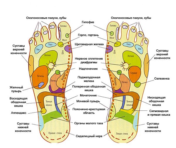 Проекция всех наших внутренних органов на ступнях.