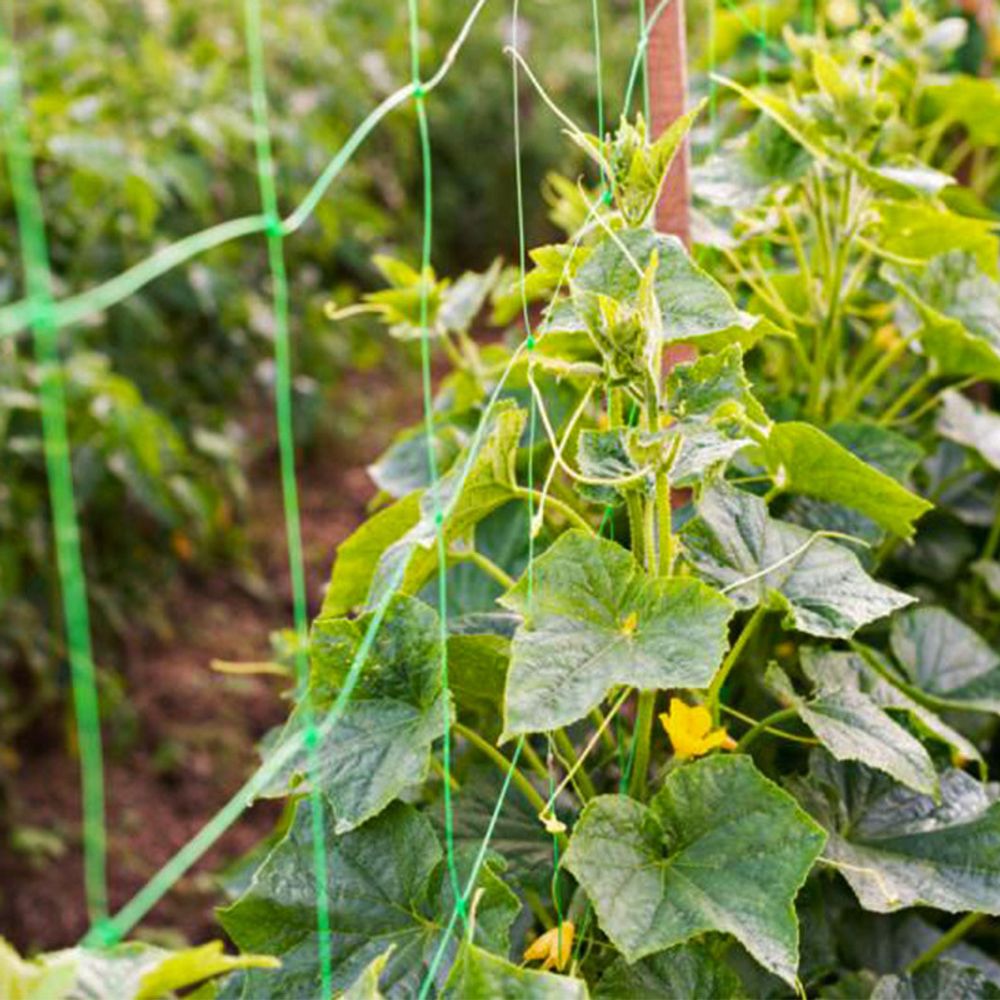 Огуречная сетка 1.5х500м Шпалерная сетка для подвязки вьющихся растений.