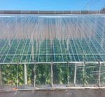 Пленка тепличная (белая), 50мкм, 3м/100м. Прозрачная (парниковая, полиэтиленовая)