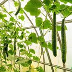 Огуречная сетка 1.7х100м  Шпалерная сетка для подвязки вьющихся растений.