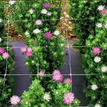 Сетка цветочная (белая) 1х500м. Ячейка 12.5х12.5см.