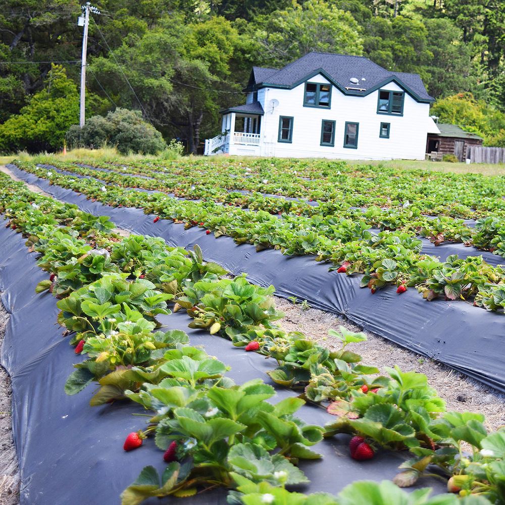 Плёнка чёрная, 200мкм, 3м/50м. полиэтиленовая (для мульчирования, строительная).