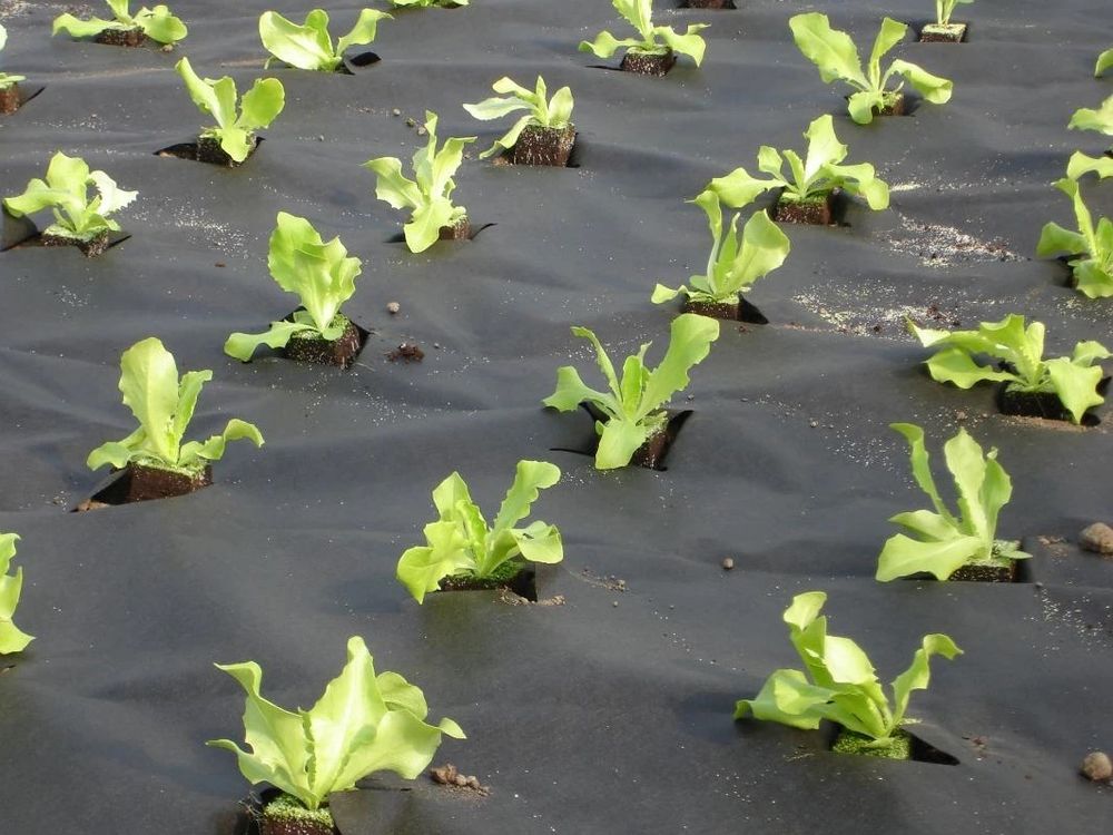 Агроволокно "Shadow" Чехия. 60г./м2 1.07x100м. Черное.