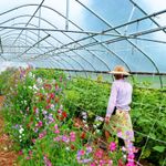 Сетка цветочная (белая) 1х500м. Ячейка 12.5х12.5см.