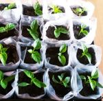 Полиэтиленовый рукав для рассады 15см х 500м  40 мкм (белый) пакеты для рассады