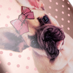 Рюкзак каркасний 1Вересня H-29 Dolly Dog (арт. 559516)