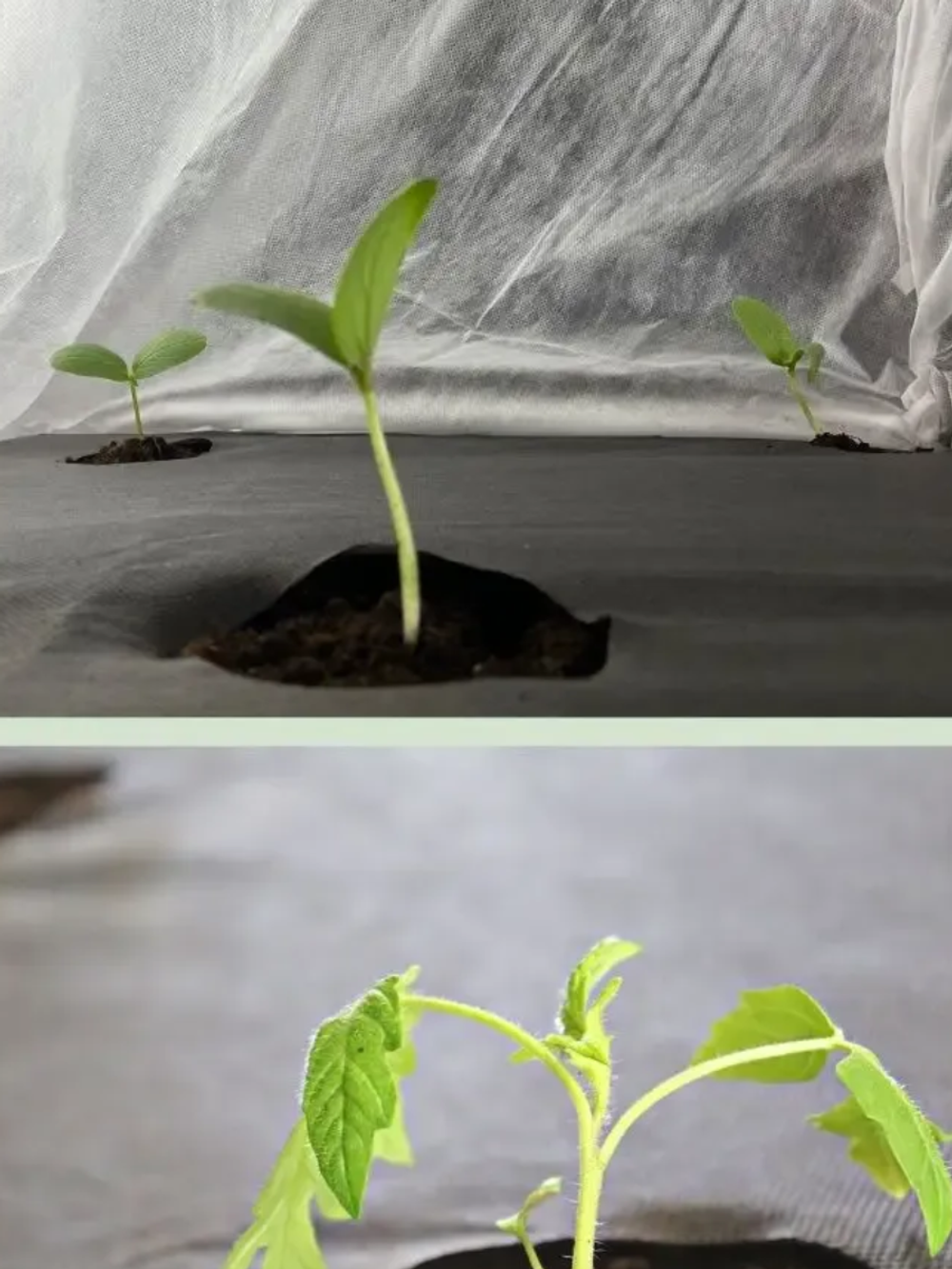 Агроволокно 50г./м2 1.6x100м. Черное с перфорацией 3 отверстия