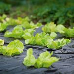 Плёнка чёрная, 100мкм, 3м/100м. полиэтиленовая (для мульчирования, строительная).