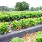 Плёнка чёрная для мульчирования бахчевых, 30мкм, 1,2м/500 м. полиэтиленовая