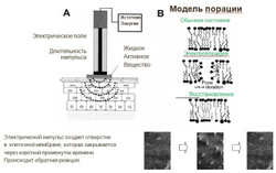 Аппарат для RF–лифтинга и электропорации «CareBuiw»