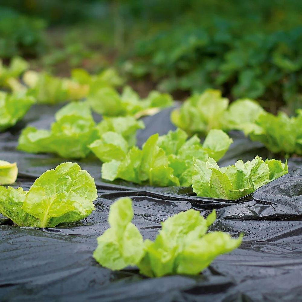 Плёнка чёрная для мульчирования бахчевых, 30мкм, 1,2м/500 м. полиэтиленовая