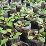 Полиэтиленовый рукав для рассады 15см х 500м  40 мкм (белый) пакеты для рассады