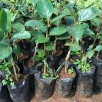 Полиэтиленовый рукав для рассады 8см х 500м  40 мкм (черный) пакеты для рассады