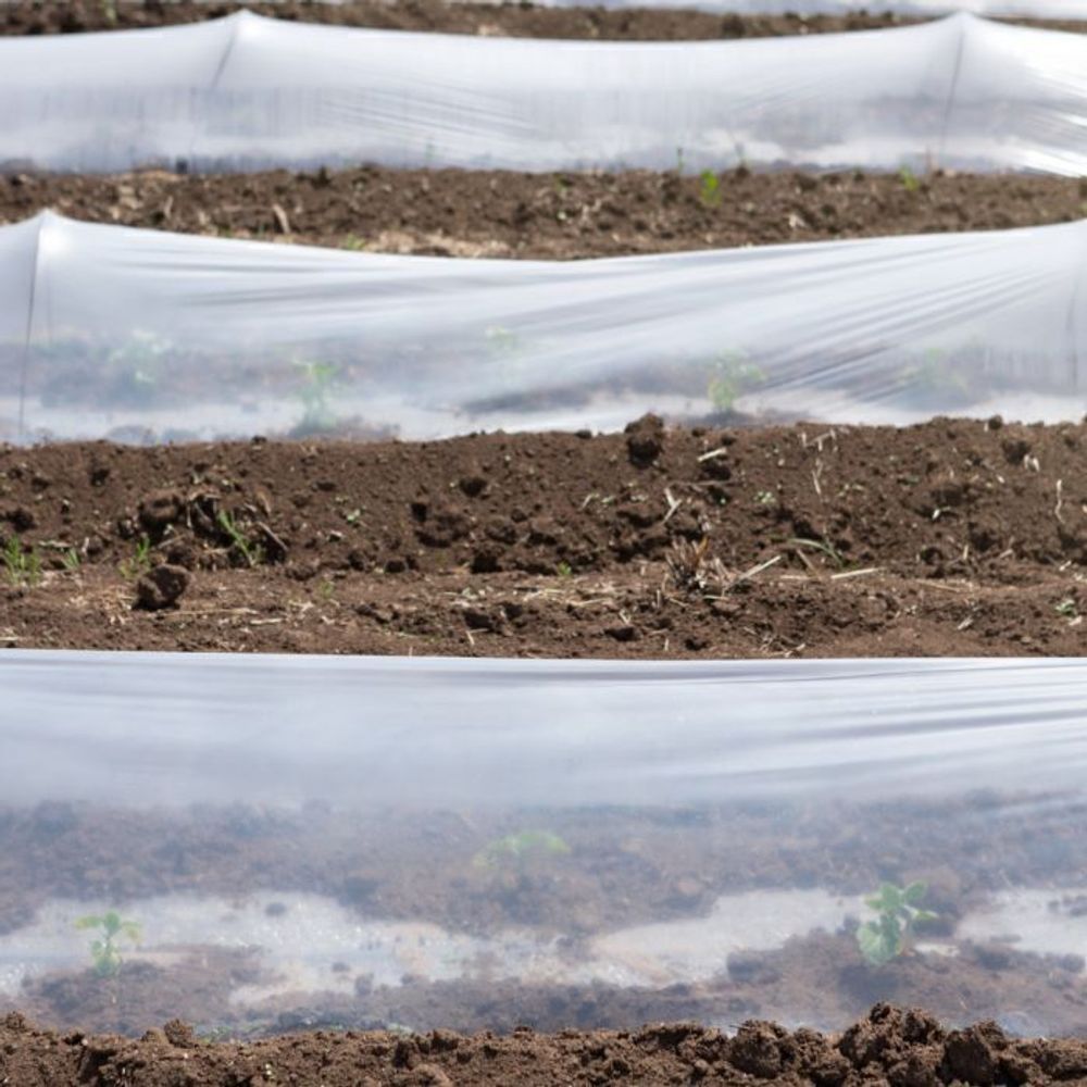 Пленка тепличная (белая), 100мкм, 3м/100м. Прозрачная (парниковая, полиэтиленовая)