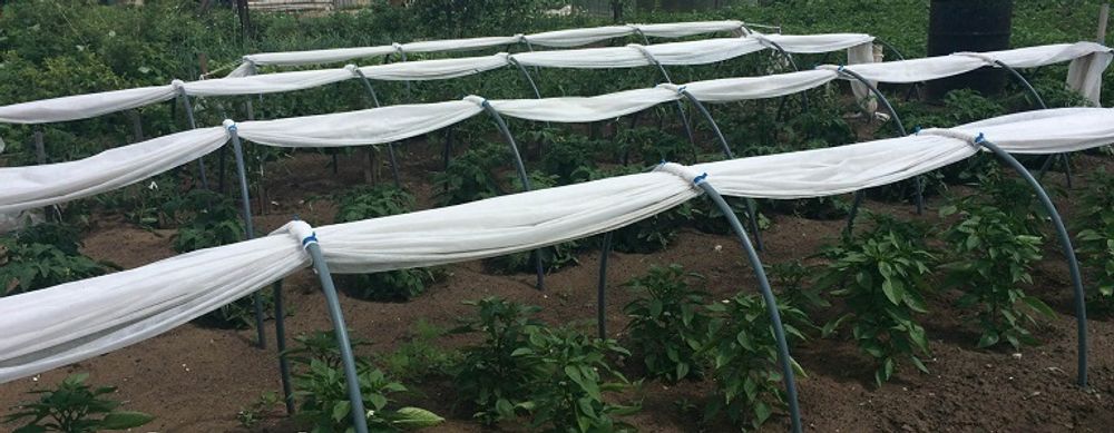 Парник "Гигант" (длинна-6м, ширина-160см, высота-120см,). Плотность 60г/м2.